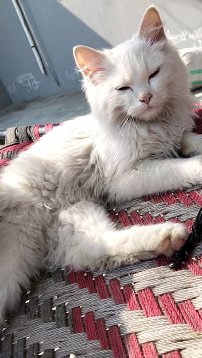 Persian cat sell talented cats