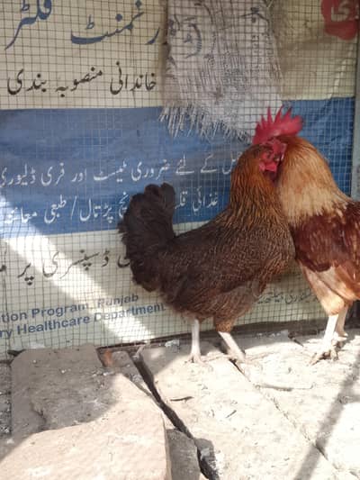 desi pair for sale