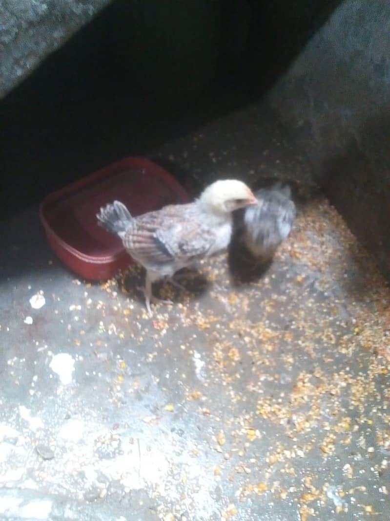 Desi chicks 1