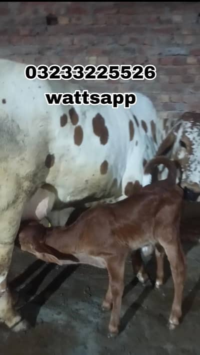 Cow with barhaman croos female