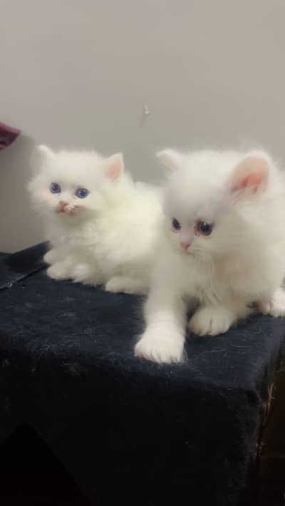 Persian Kittens Up for Sale