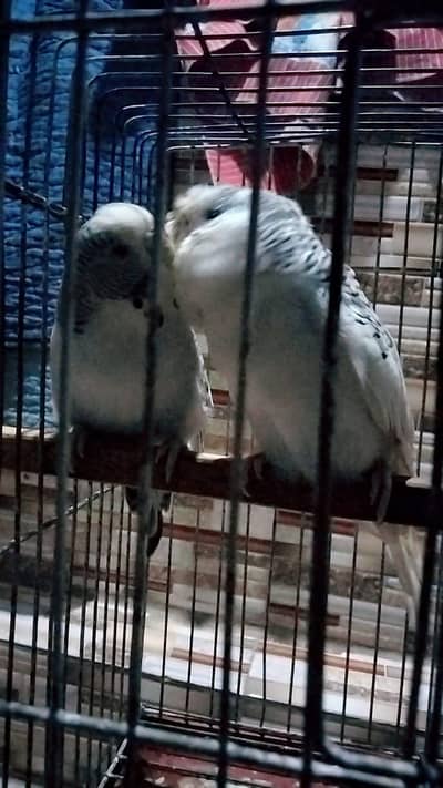 Australian breeder pair available
