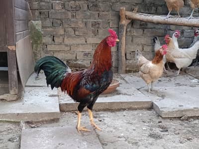 Aseel rooster hen breeder