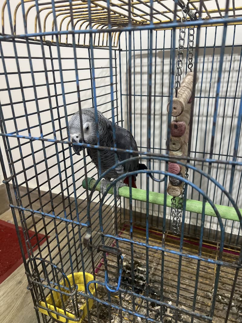 Gray parrot 0