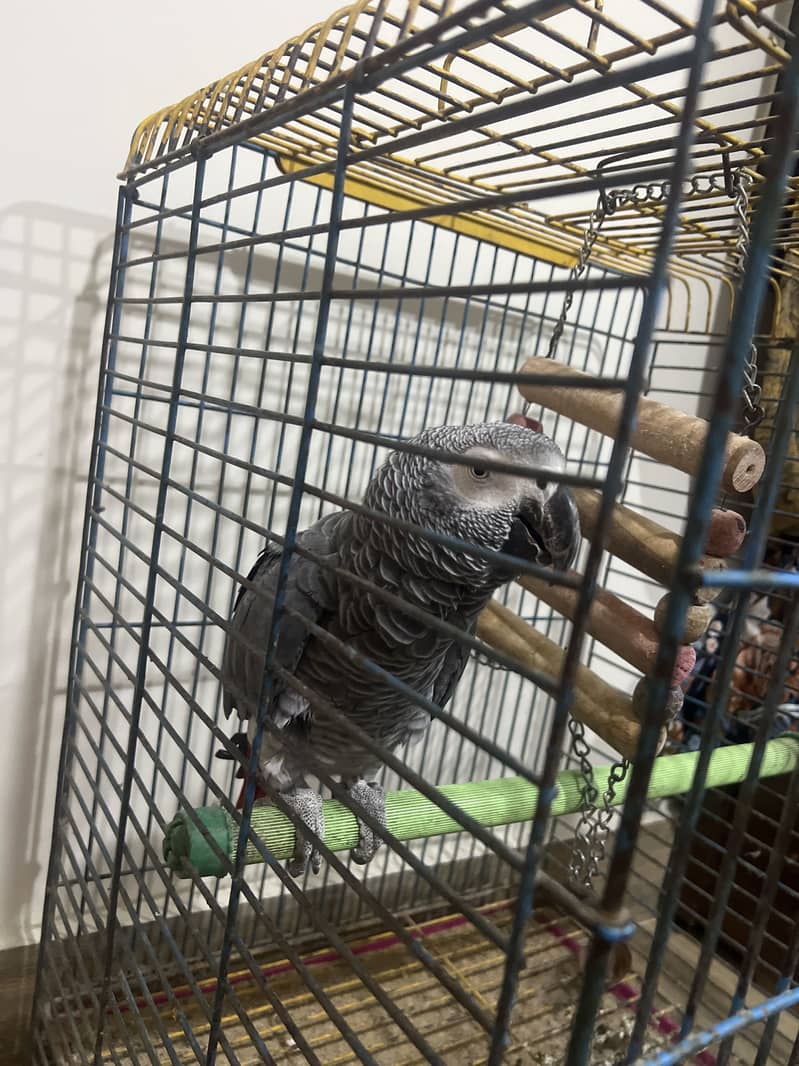 Gray parrot 1