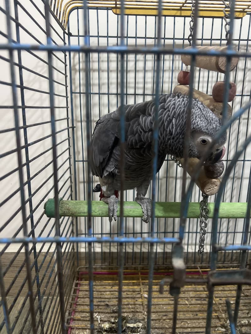 Gray parrot 2