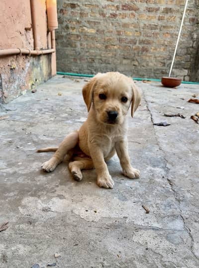 Labrador female available