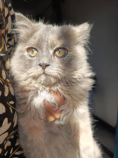 A beautiful and playing female perciaan cat