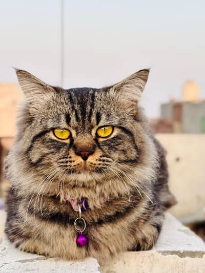 Persian Male Cat Triple coat