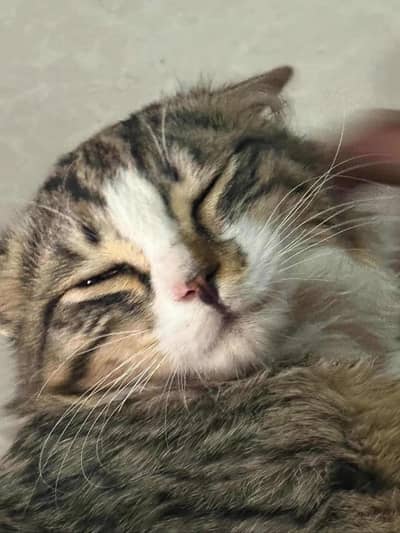 persian cat for sale