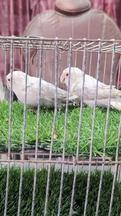 Visual Palefellow Red eyes