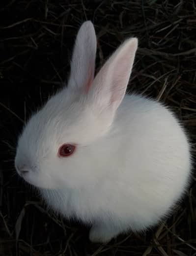 Two baby rabbits along with big cage for sale