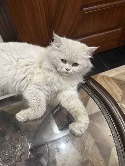 White Persian Cat