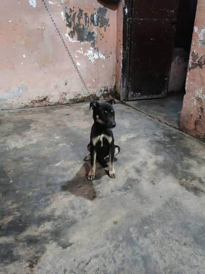 German Shepherd Working Line Stock Coat Female (Alsatian)