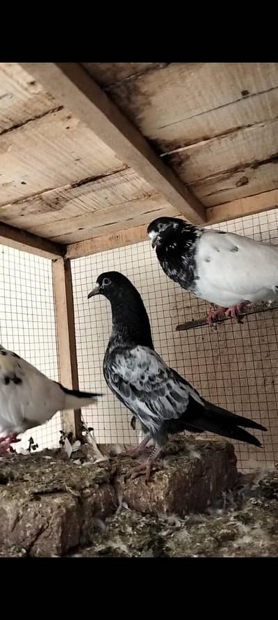 Pigeon For Sale