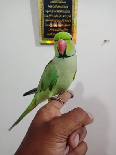 ring neck face to face TALKING Malai team