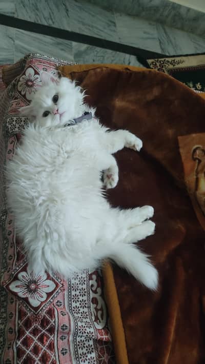 Persian cat