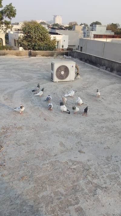 10pcs Whatsapp Only 03294406795 video send kardu ga