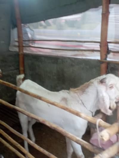 Breeder available for sale