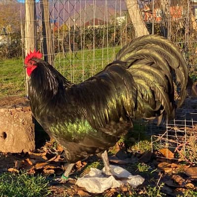 Australorp heritage fresh and fertile eggs
