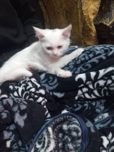 Prue Persian kitten for age 3 month price only 7k