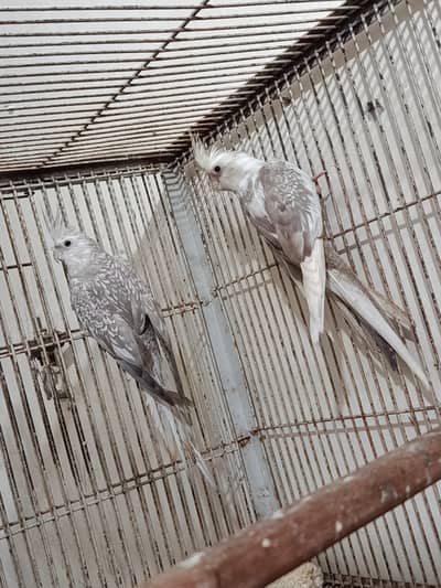 cocktail split fellow females and cocktail box