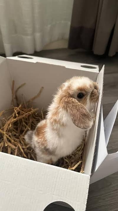 Holland loop 8000 per piece,teddy bear 7000 per piece