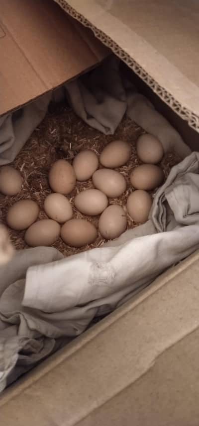 eggs available ha peela murga or pure mianwali nasel ki murghi ka eggs