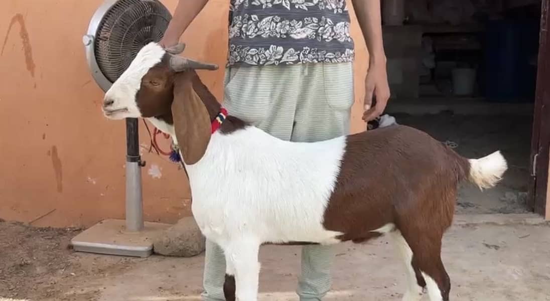 2 dant khassi bakra 0