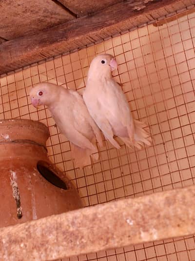 love birds cocktail and pite bajri