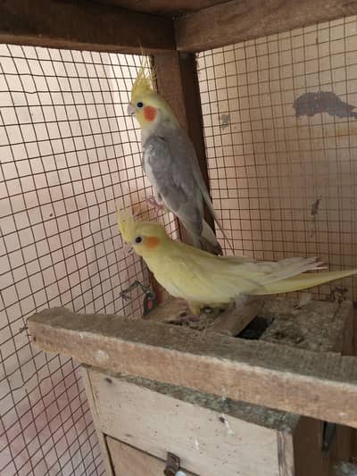 cockatiel Breader pair Grey male yellow Female