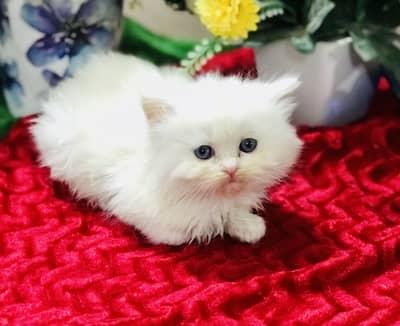 Persian kittens