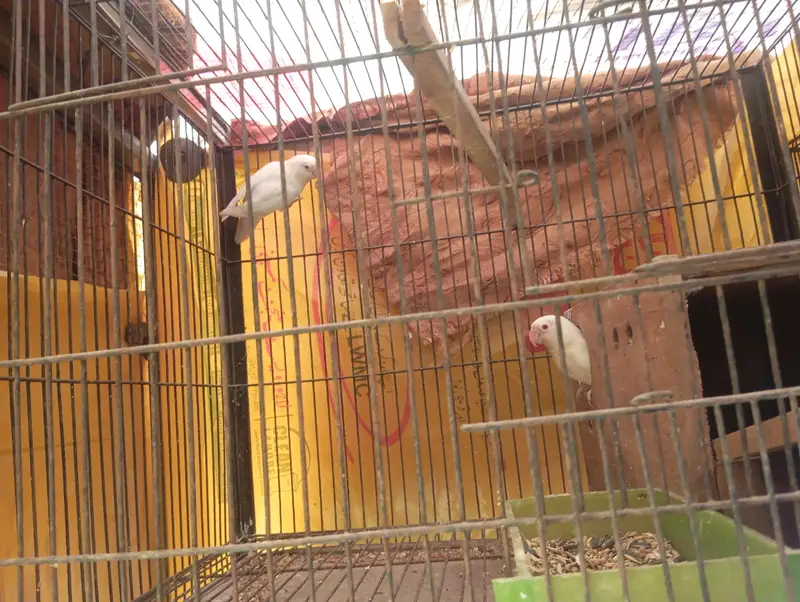 Australian birds or love birds or cages — photo 9
