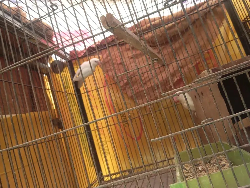 Australian birds or love birds or cages — photo 10