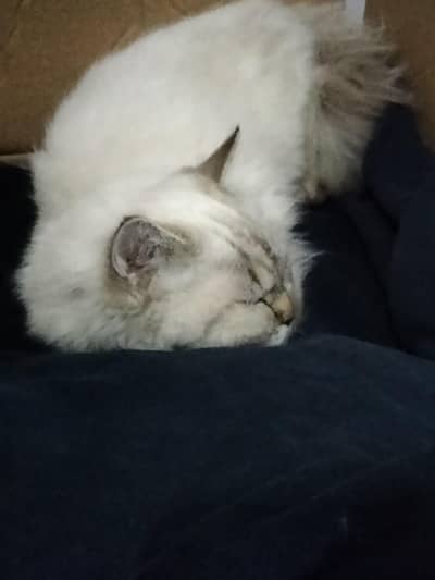 Australian Breat By Siamese Femail Cat