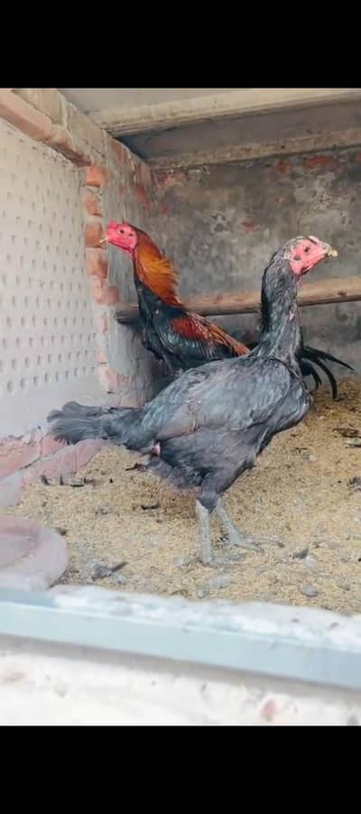 Aseel Thai pokey Kurak Murgi