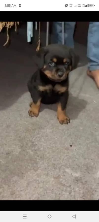 rottweiler puppies for available strong buons and healthy masls