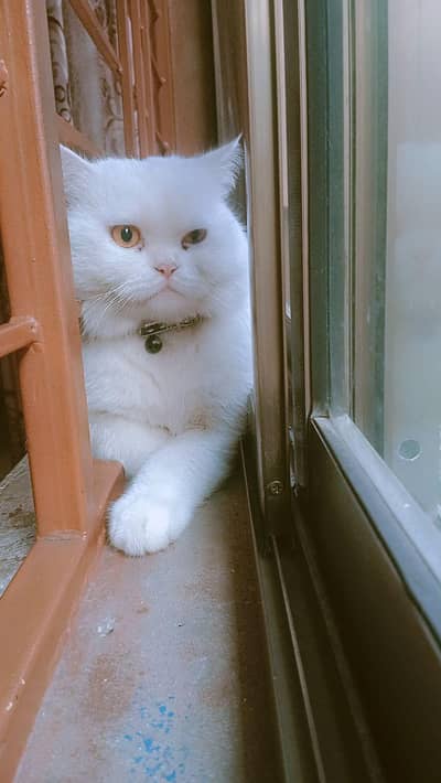 Persian cat white couler