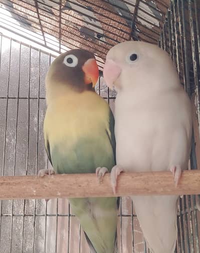 love bird
