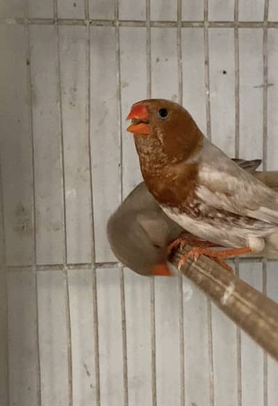 Half orange  pair for sale