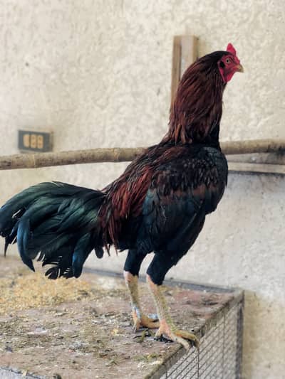 Aseel mianwali | lakha aseel | thai aseel | quality aseel trio |