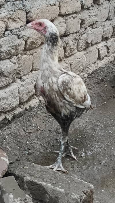 Aseel. . ph 03410011102