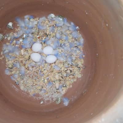 Full breeder birds available hain