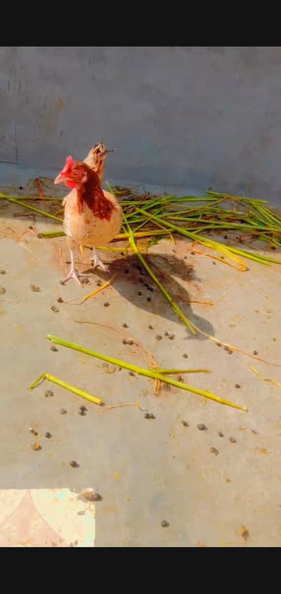 Urgent sale 1 year plus age hai is ki