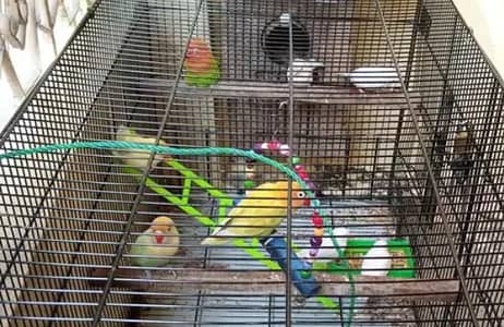 love birds breeder pairs