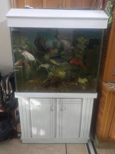 Fish Aquarium