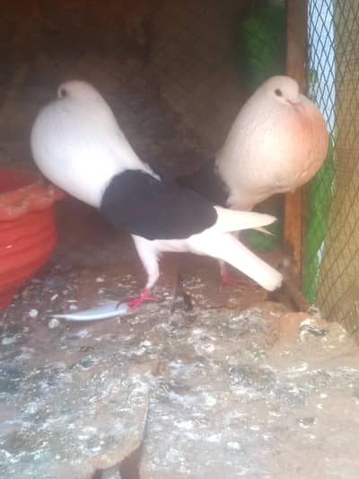 Sheild croper Breeder Pairs