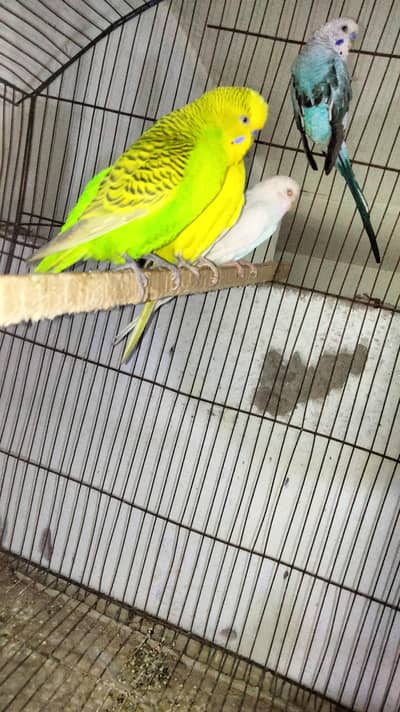 Australian parrot king size pair for sale  03014616692