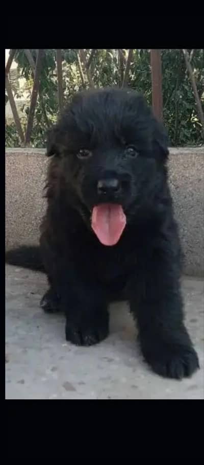Black German Puppy