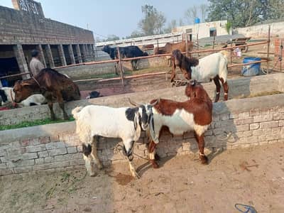 Goats For Qurbani 2026 Available at AL-MUSTAFA-CATTLE-AND-DAIRY-FARM